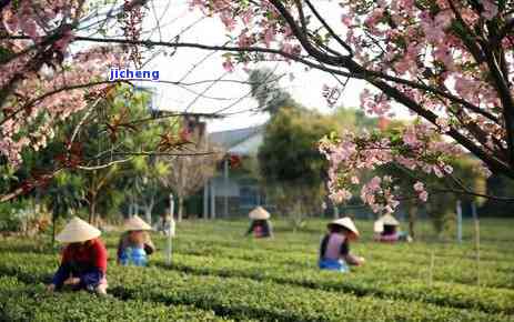 上海白银网价格查询，实时熟悉上海白银市场行情，尽在白银网价格查询平台！