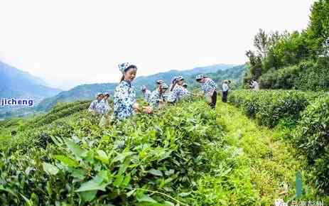 品红茶的感受500字：心灵之旅，人生启示