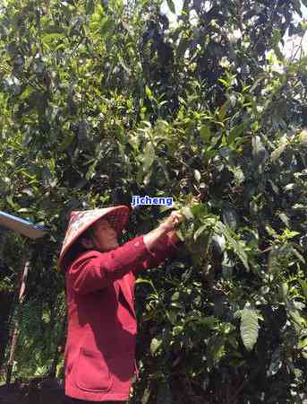 古树红茶的色-古树红茶的色金黄