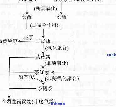 红茶的制作原理-红茶的制作原理利用了什么酶