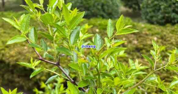 连翘芽茶红茶，连翘芽茶：野生小叶种红茶的春天味道