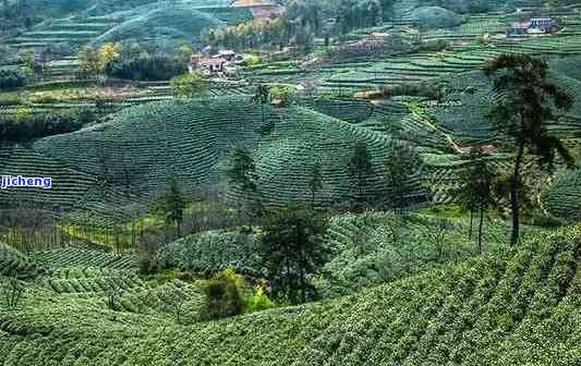 中国茶乡在哪里？探究中国最美的茶乡村落与景点排名