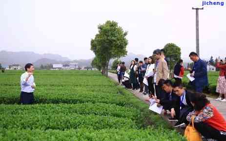 中国茶村在哪，探寻中国茶村：寻找那些隐藏在山间的茶叶仙境