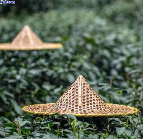 中国茶村在哪，探寻中国茶村：寻找那些隐藏在山间的茶叶仙境