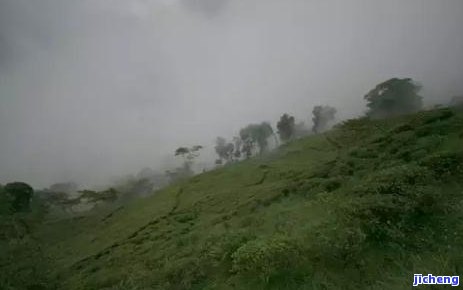 中国茶村在哪，探寻中国茶村：寻找那些隐藏在山间的茶叶仙境