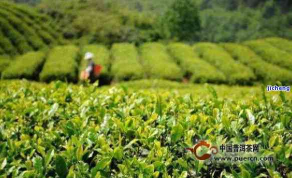 中国茶业场，挖掘商机：中国茶业场的潜力与机遇