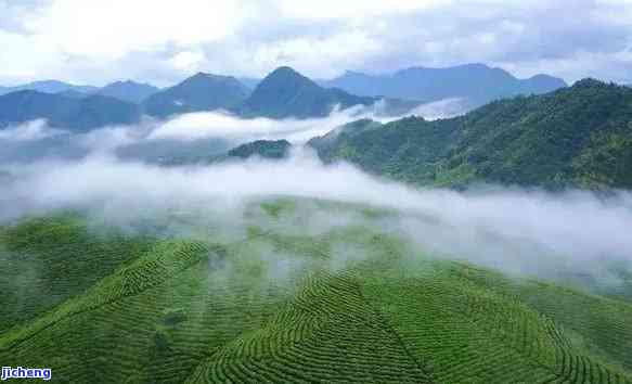 中国茶都：指代何处？探讨茶叶产地与城市