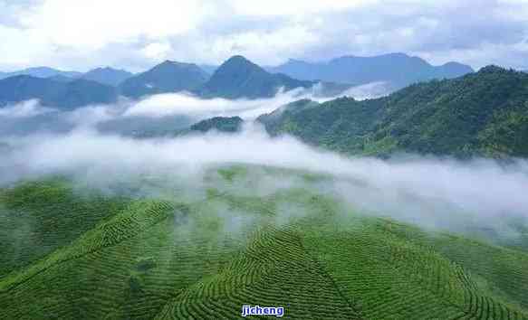 中国的茶都产自什么地方，揭秘中国茶的起源地：探寻茶叶的故乡