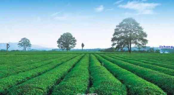 寻找中国茶村：揭秘中国最美的产茶圣地、茶与基地