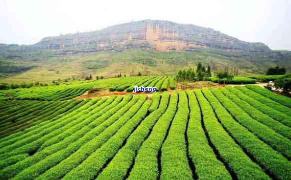 寻找中国茶村：揭秘中国最美的产茶圣地、茶与基地