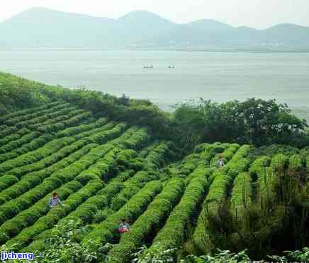 寻找中国茶村：揭秘中国最美的产茶圣地、茶与基地