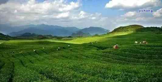 寻找中国茶村：揭秘中国最美的产茶圣地、茶与基地