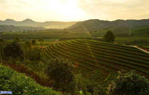 寻找中国茶村：揭秘中国最美的产茶圣地、茶与基地