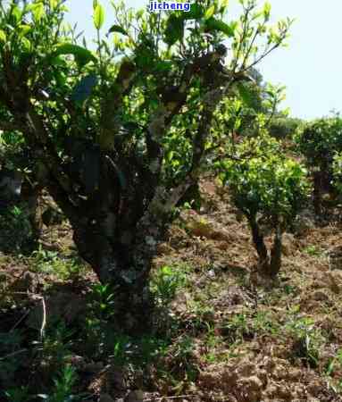 茶树种类大全图片和名称，探索茶叶的世界：茶树种类大全图片及名称一览