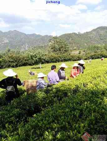 茶树的种类有哪些，探究茶树世界：熟悉不同种类的茶叶