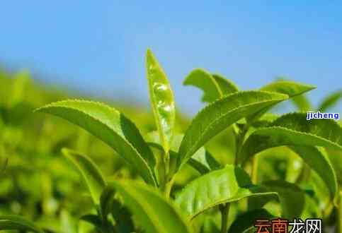 茶树有多少种类？从图片到品种全面解析