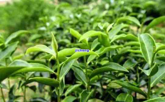 茶树有哪些种类图片，探索茶树世界：熟悉不同种类的茶树图片