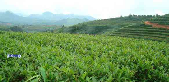 茶树有哪些种类的，探究茶树的不同品种：从绿茶到红茶，了解各种茶树的特色和分类