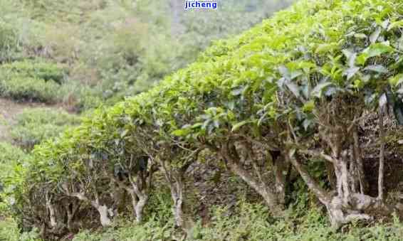 茶树有哪些树型，探秘茶树：熟悉不同树型的特性与分类