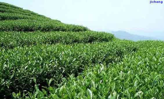 顶山茶的品种，探索顶山茶的魅力：熟悉其特别的品种和口感