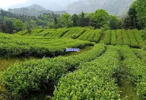 顶山茶的品种，探索顶山茶的魅力：熟悉其特别的品种和口感