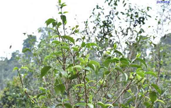 阿里山茶的种类和特点，探索阿里山茶的特别魅力：熟悉其种类与特点