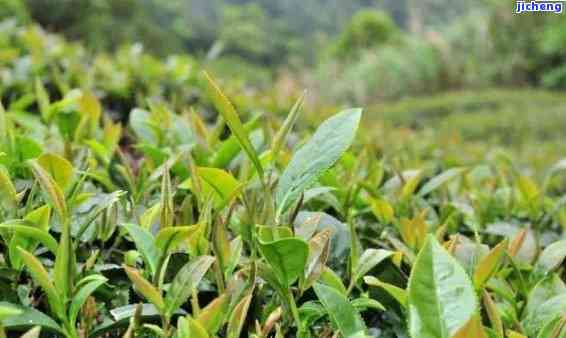 阿里山茶属于什么茶类，探秘阿里山茶：它属于哪一类茶？