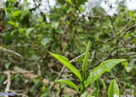 甜茶的特征：种类、名称、成分与作用全解析