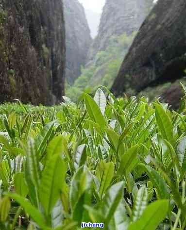 武夷山茶的种类和特点全解：熟悉中国名茶的特别魅力