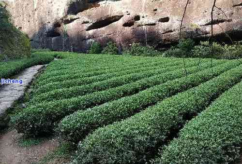 武夷山茶的种类和特点全解：熟悉中国名茶的特别魅力