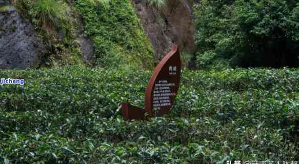 武夷山茶的种类介绍，探秘武夷山：揭秘各种名贵茶叶品种