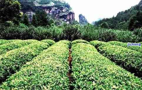 武夷山茶的种类介绍，探秘武夷山：揭秘各种名贵茶叶品种