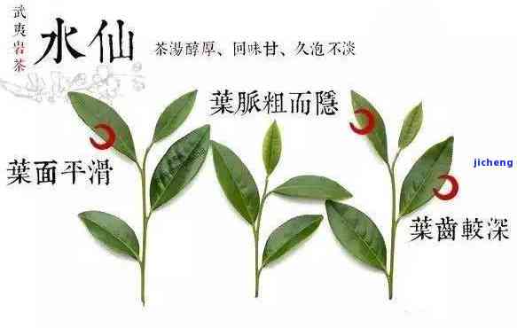 武夷山茶种类排名，探秘武夷山：揭秘茶叶种类排名！