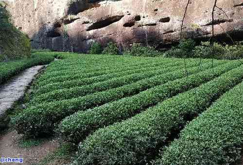 武夷山茶种类排名，探秘武夷山：揭秘茶叶种类排名！