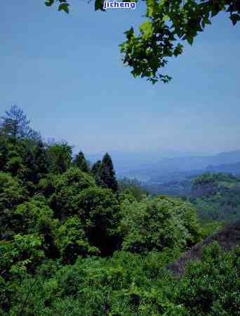 武夷山茶的种类-武夷山茶的种类有哪些