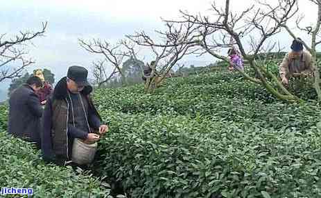 春茶有哪些种类和特点，探秘春茶：种类与特点全面解析