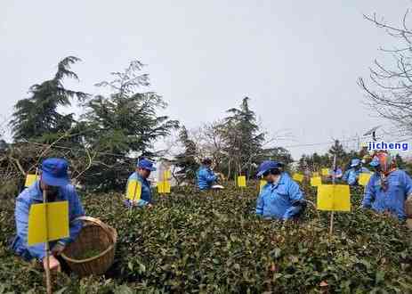 春茶有哪些种类和特点，探秘春茶：种类与特点全面解析