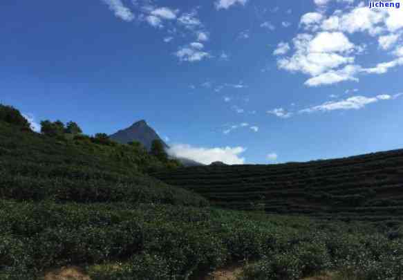 十大红茶的介绍与特点：全面解析热门红茶品种及其魅力