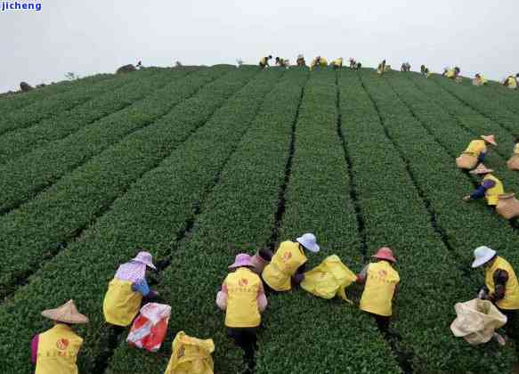 十大喝的茶叶排名，探索茶叶世界：揭秘十大喝的茶叶排名！