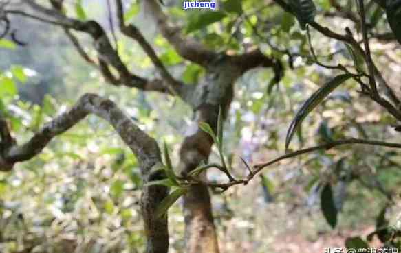 中国古茶树排名：前十名一览，最新名茶揭晓