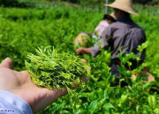 莓茶的价格，探究莓茶的价格：熟悉这一天然饮品的市场价格与价值