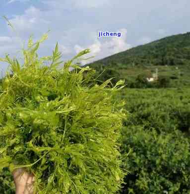 莓茶的价格，探究莓茶的价格：熟悉这一天然饮品的市场价格与价值