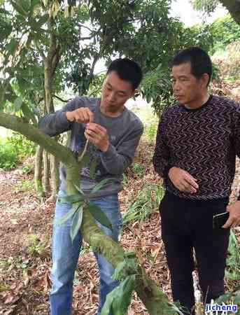 冰种荔枝冻与普通荔枝冻有何不同？新品种冰荔能否食用？价格怎样？熟悉其功效与作用及潜在危害