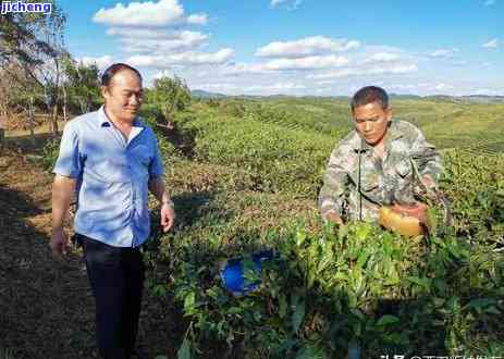 大渡岗茶叶价格，最新！大渡岗茶叶市场价格行情解析