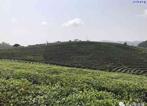 大渡岗茶厂，探访大渡岗茶厂：品味云南特色茶叶的美妙之旅