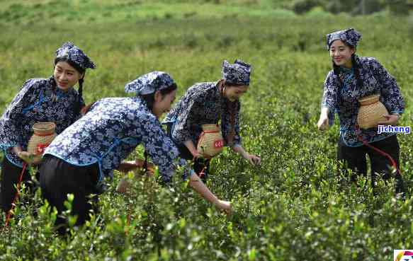 怡品茗茶叶，怡品茗茶叶：品味纯正茶香，享受健生活