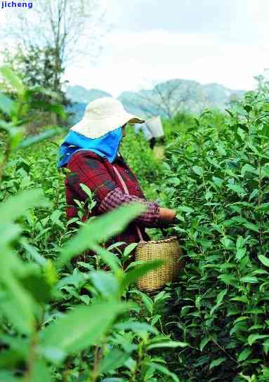 贵州野鹿红茶：有机、野生、绿茶一应俱全，尽在野鹿茶叶