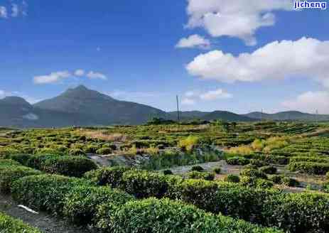 乳山茶叶基地：位置、种类、地址全揭秘，一文熟悉山东乳山茶价与厂家信息