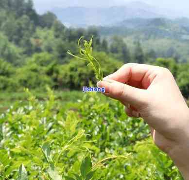 梵净山野生藤茶，梵净山野生藤茶：来自大自然的馈赠