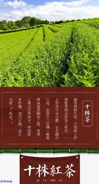 恩十株茶价格-恩十株茶价格多少